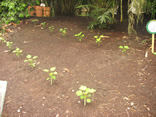 jatropha plants